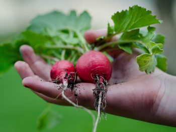 fresh-produce-radishes-farmers